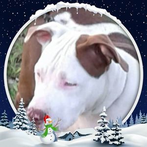 Meet your Posher, Randy